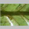 Leaf Base 20er 01.jpg